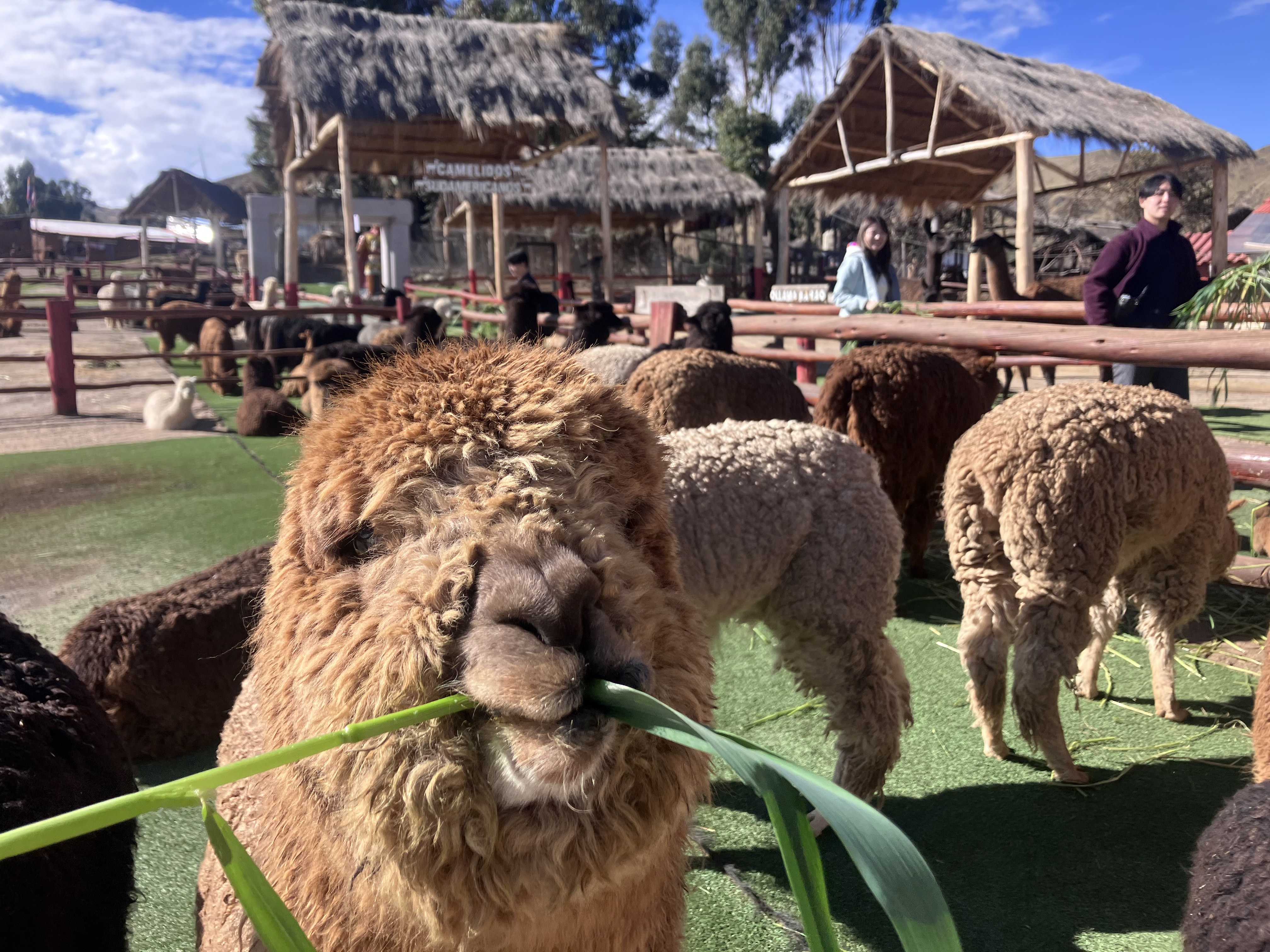 Alpaca