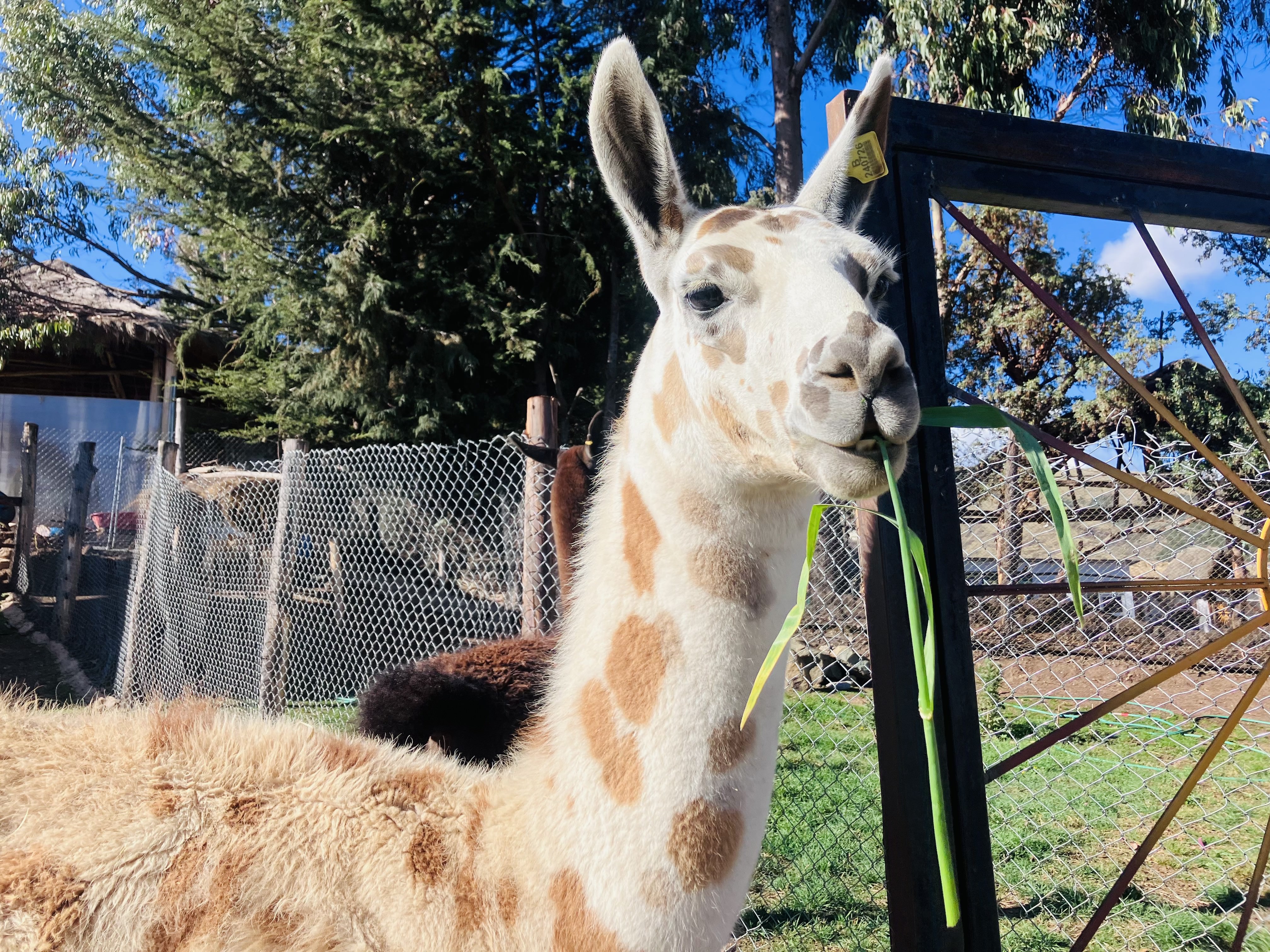 Llama