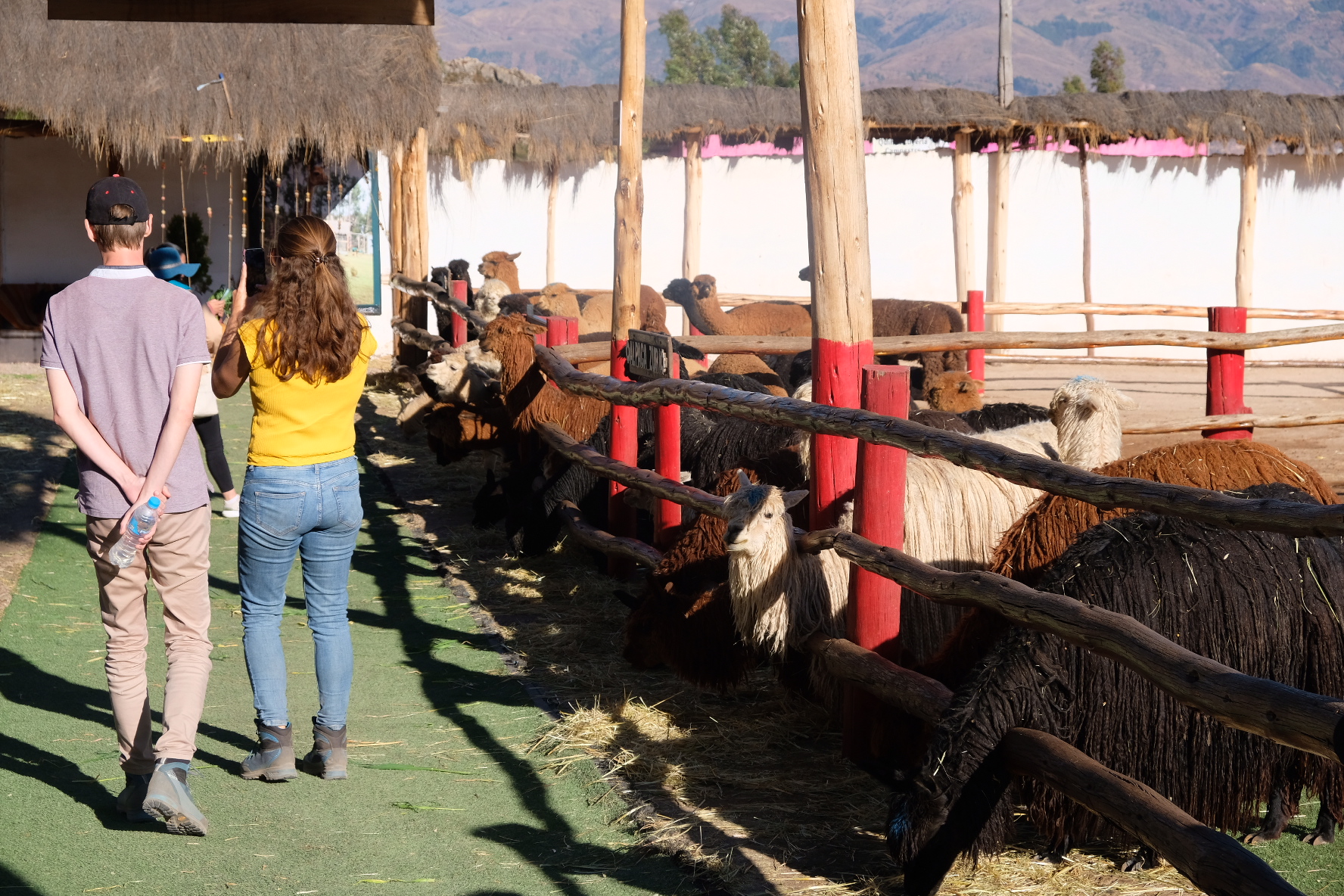 Small group with camelids