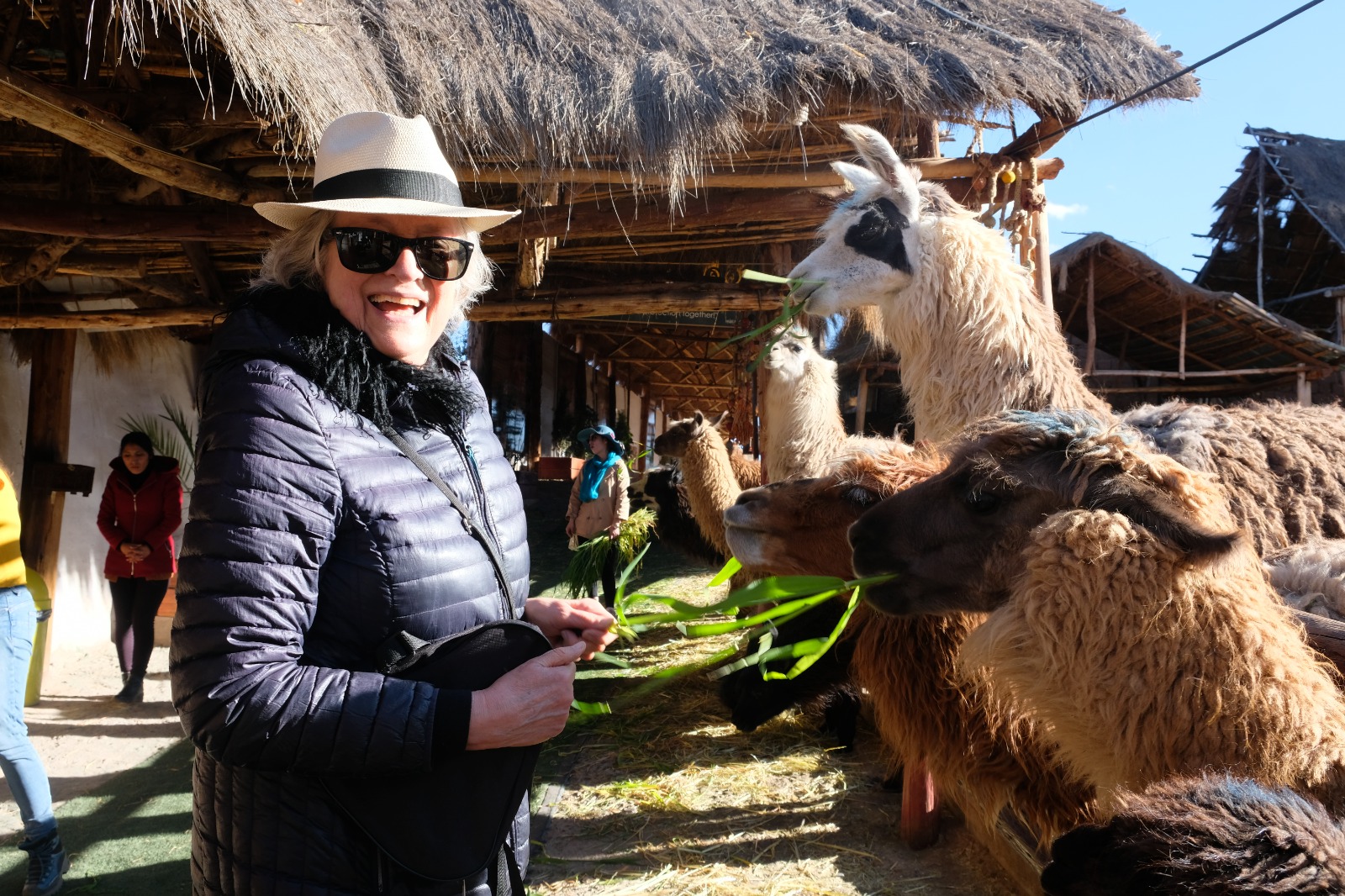 Alpaca close-up at Cusco Camelids