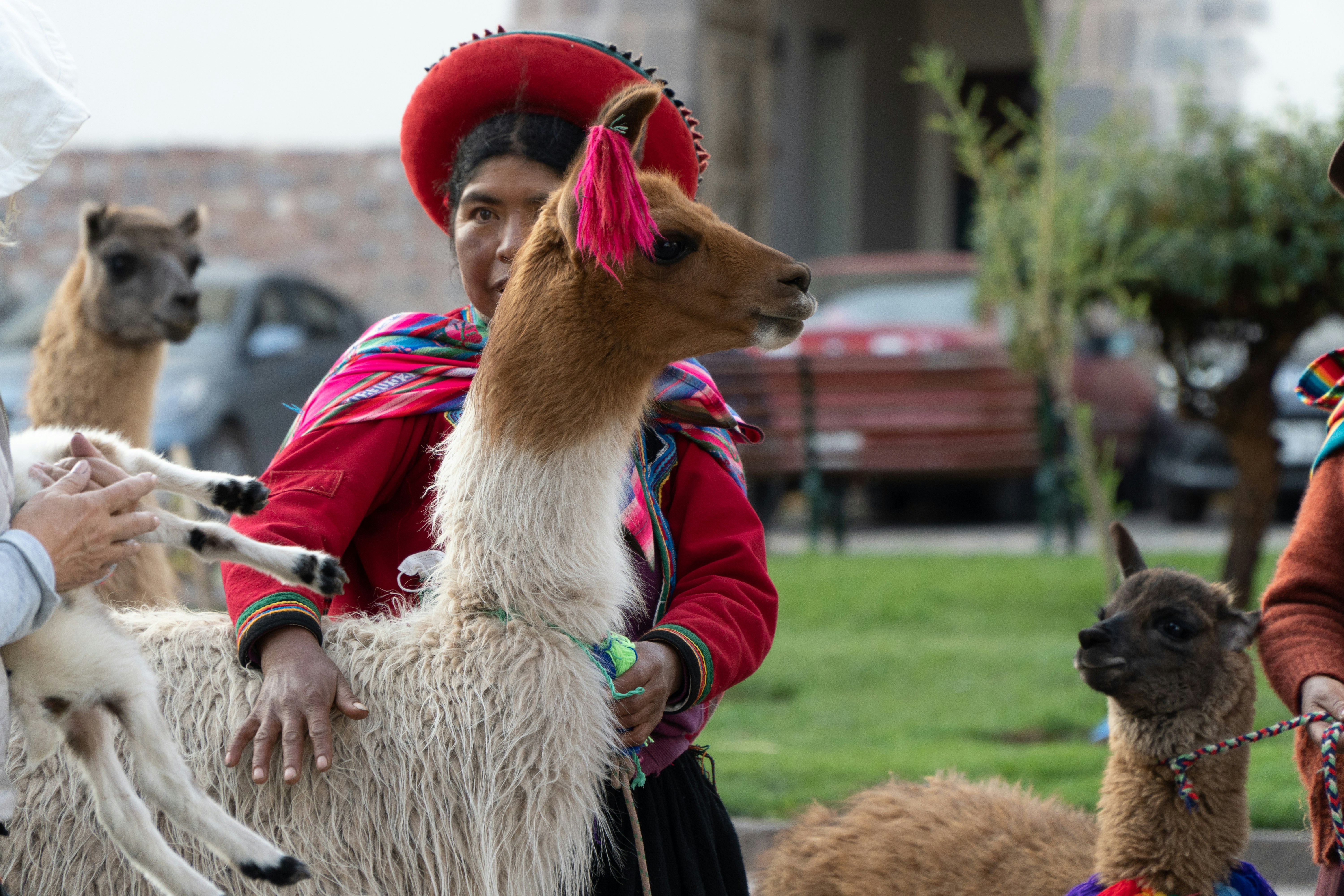 Alpaca close-up at Cusco Camelids