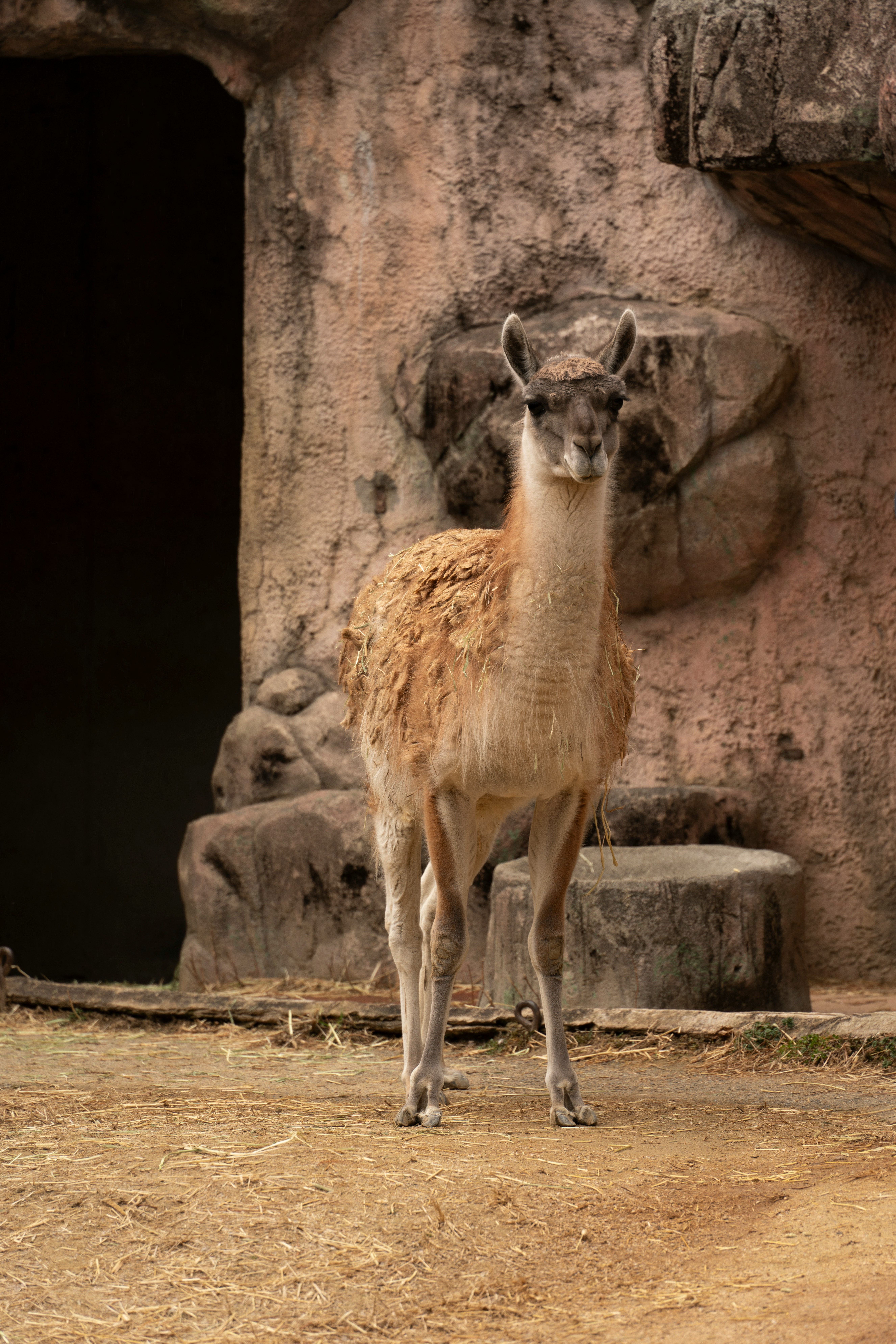 Guanaco