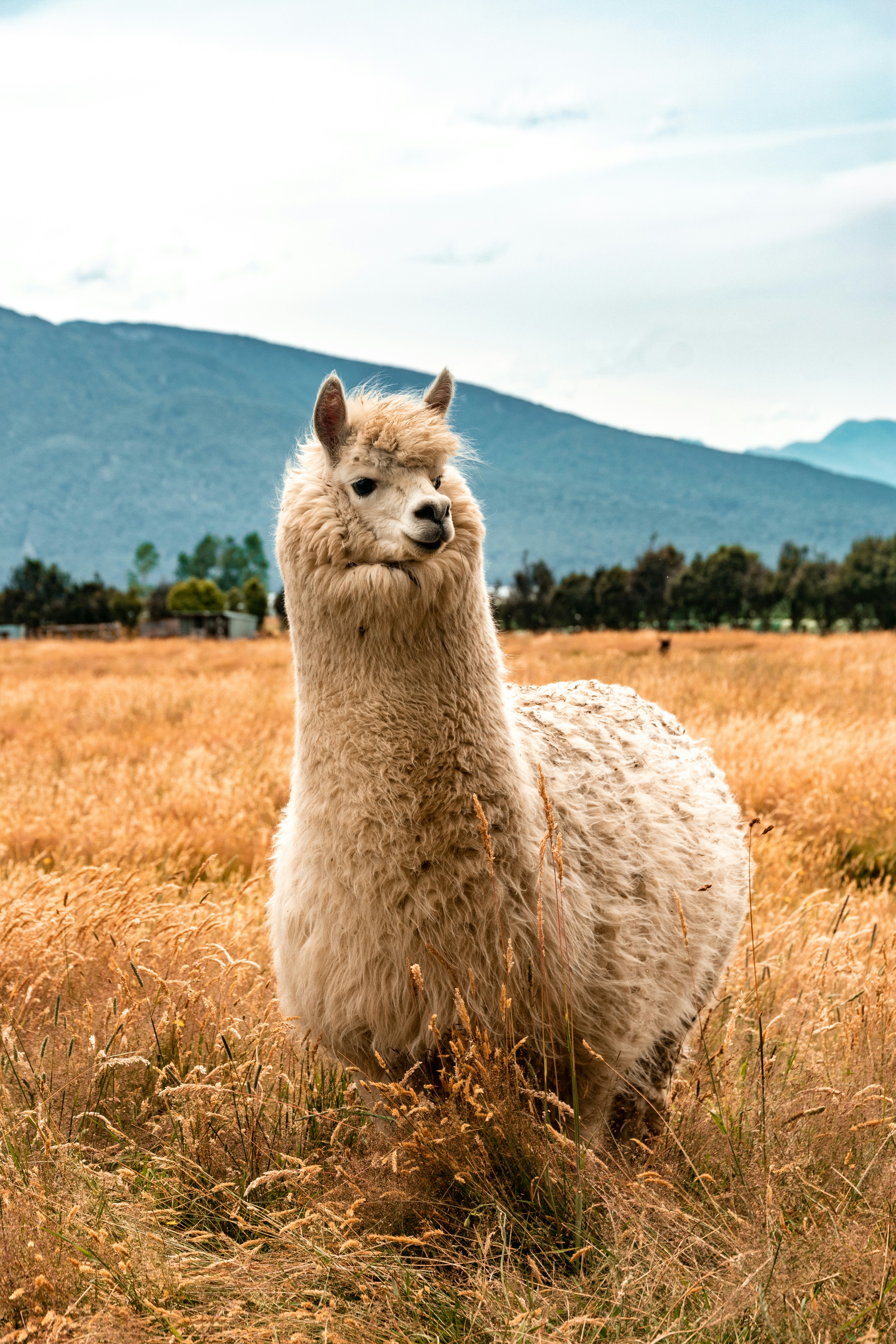 Alpaca
